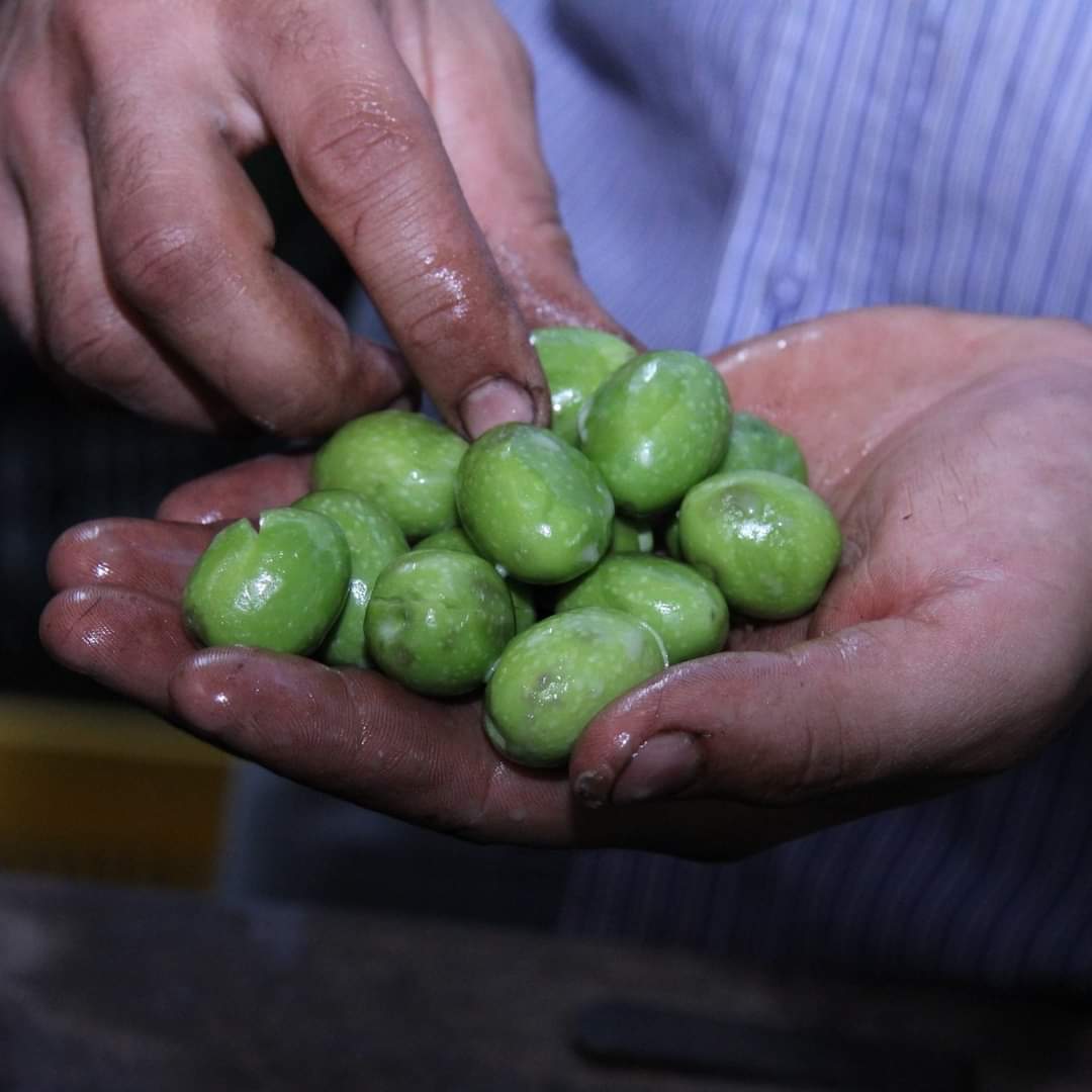 Pete di Olive Verdi Nocellara del Belice