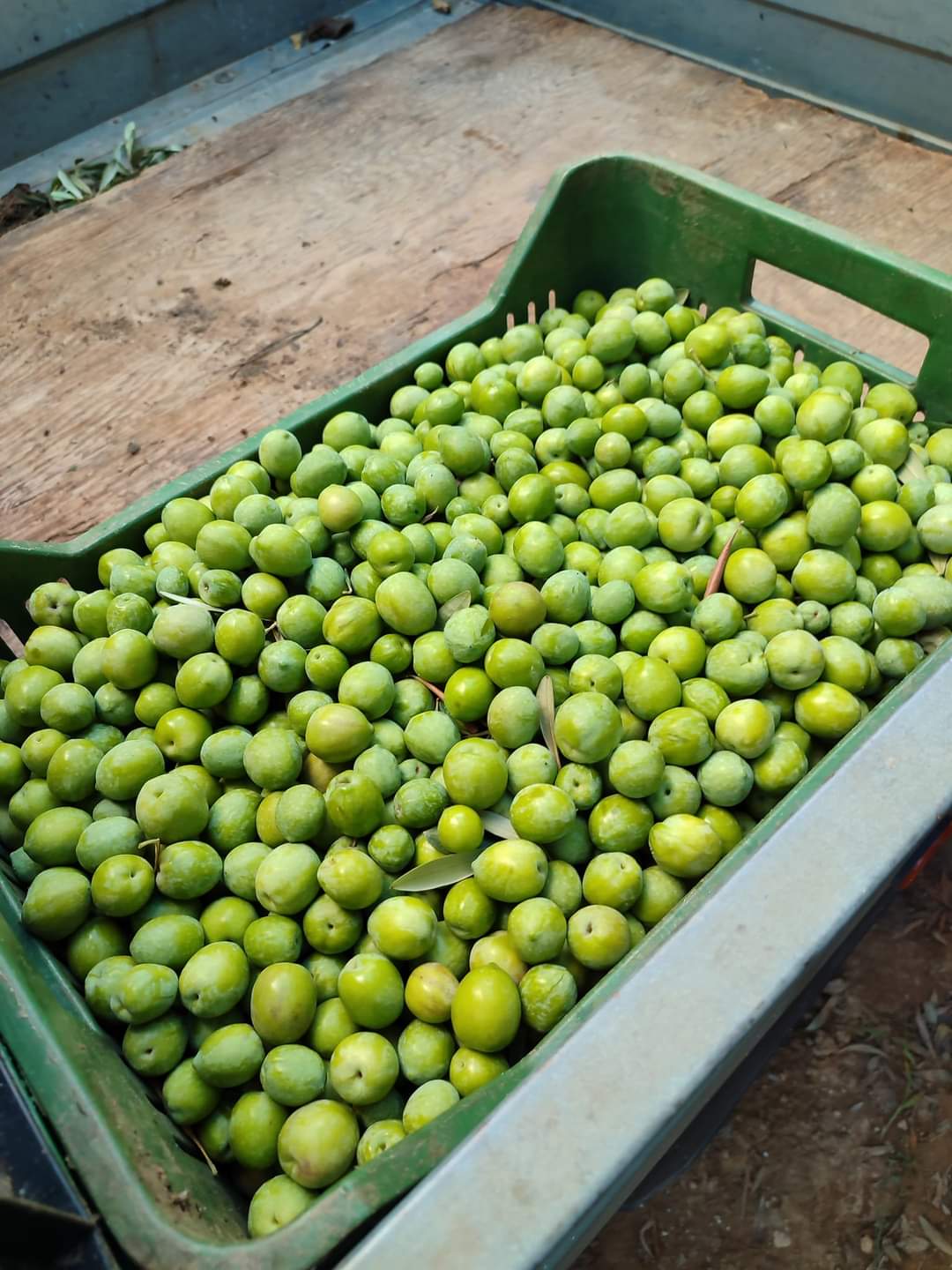 Pete di Olive Verdi Nocellara del Belice